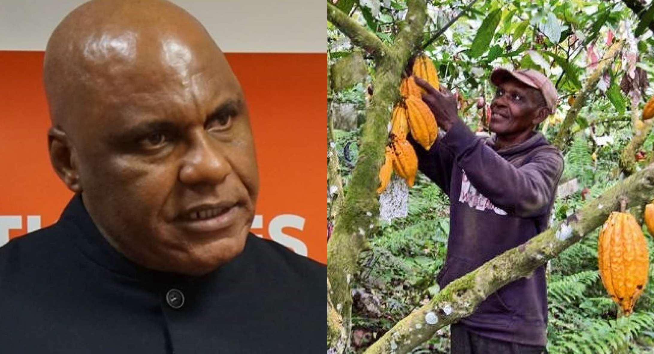 Non aux Eucalyptus au Gabon : Bertrand Zibi défend le cacao comme solution plus avisée.