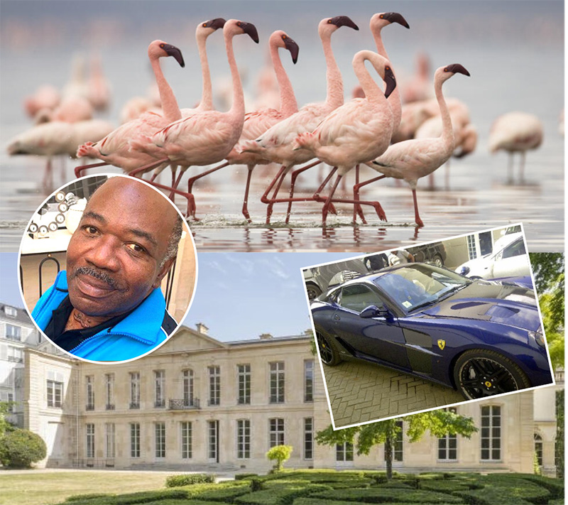 Perroquets restitués, milliards évaporés : De qui se moque-t-on ? Les Gabonais réclament la fortune d’Ali Bongo, pas ses oiseaux.